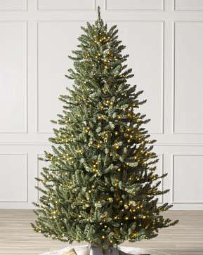 Canadian Blue Green Spruce Canadian Blue Green Spruce