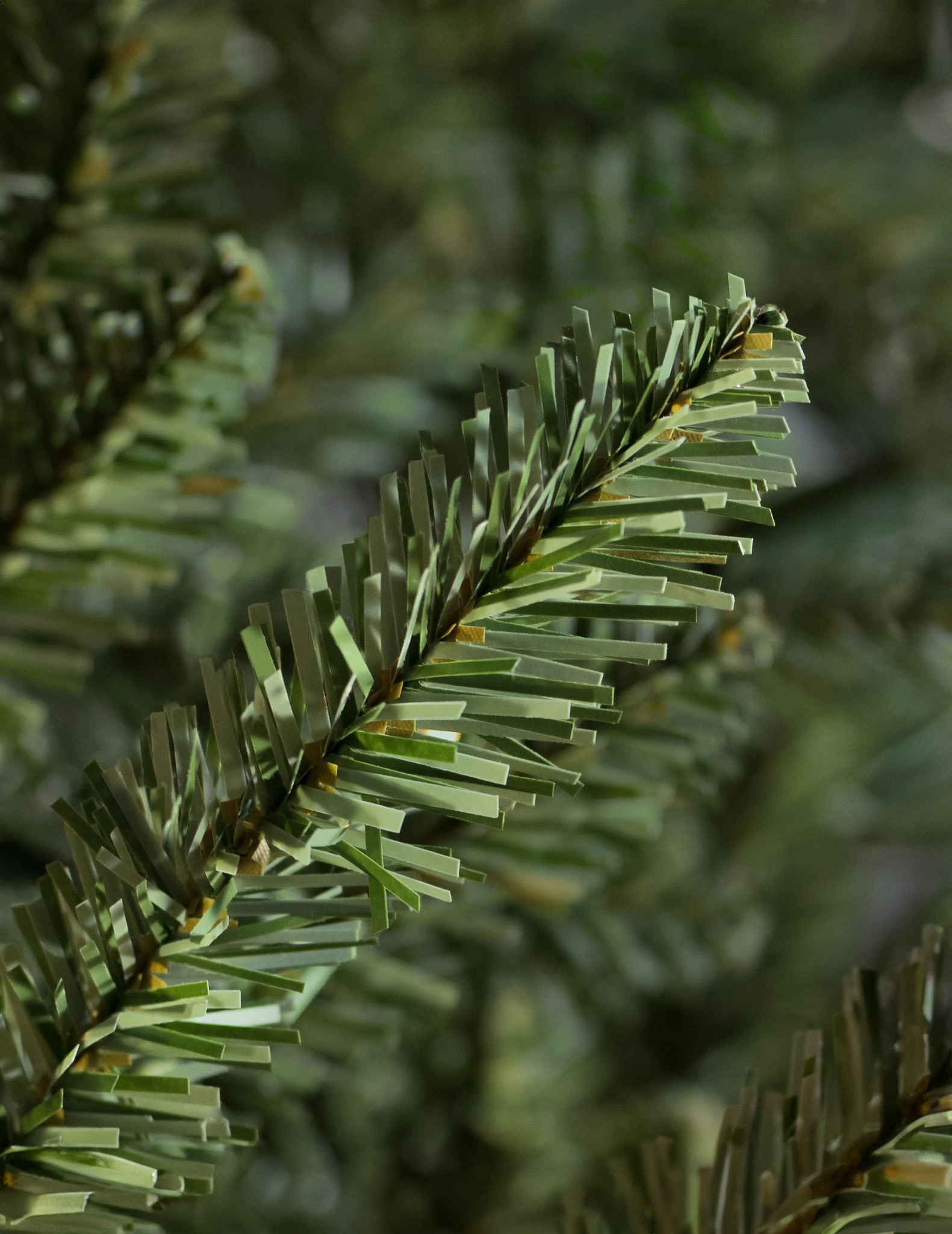Closeup of a Balsam Hill Classic Blue Spruce tree branch