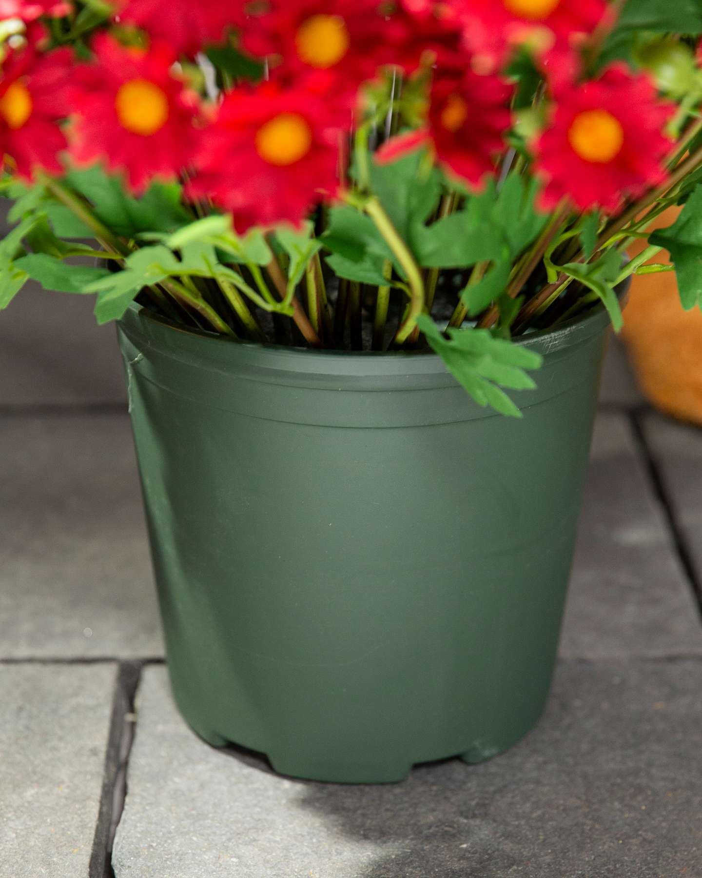Balsam Hill 24-Inch Outdoor Red Potted Artificial Fall Foliage Mums Unlit Planter Closeup