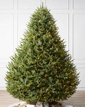 BH Balsam Fir Wide BH Balsam Fir Wide