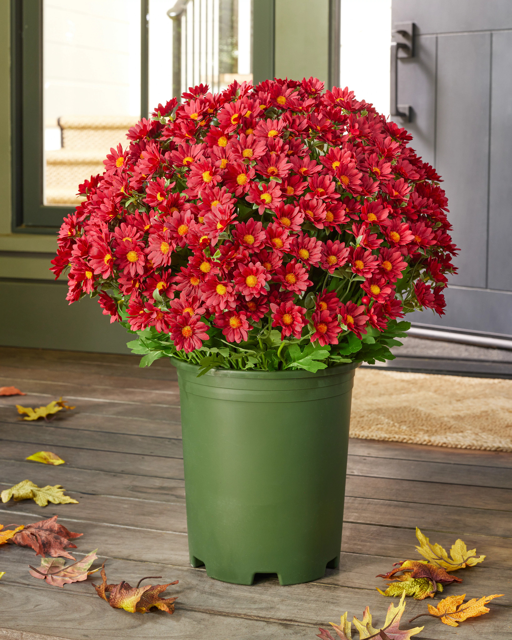 Outdoor Scarlet Sunset Mums Pot Filler