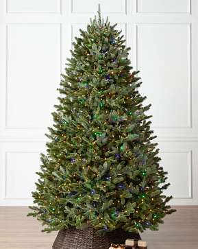 BH Fraser Fir BH Fraser Fir