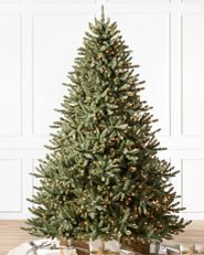 Canadian Blue Spruce artificial Christmas tree in a white room