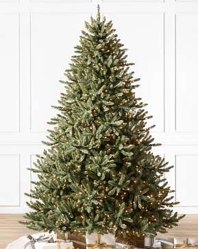 Classic Blue Spruce Classic Blue Spruce