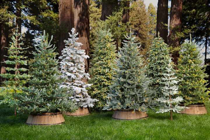 Group of pre-lit artificial Christmas trees displayed outdoors