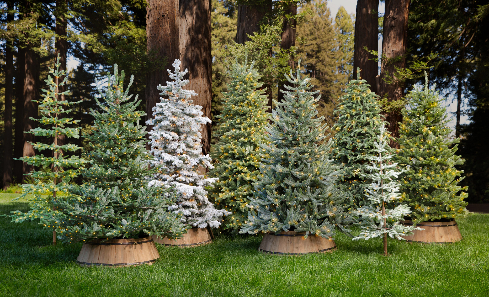 9 Most Popular Types of Christmas Trees  Balsam Hill
