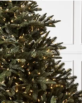 BH Nordmann Fir BH Nordmann Fir