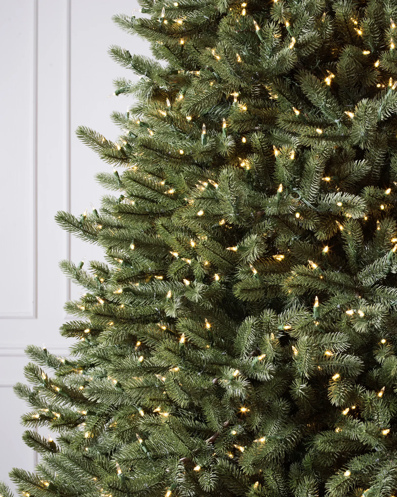 Vermont White Spruce