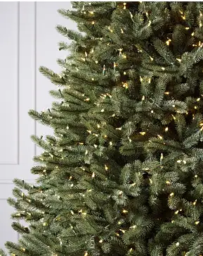 Vermont White Spruce Vermont White Spruce