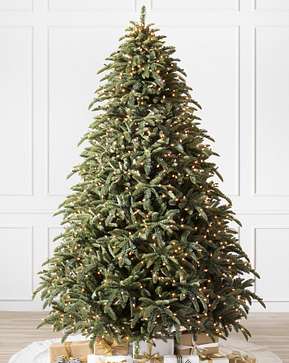 Sapin Nobilis Sapin Nobilis