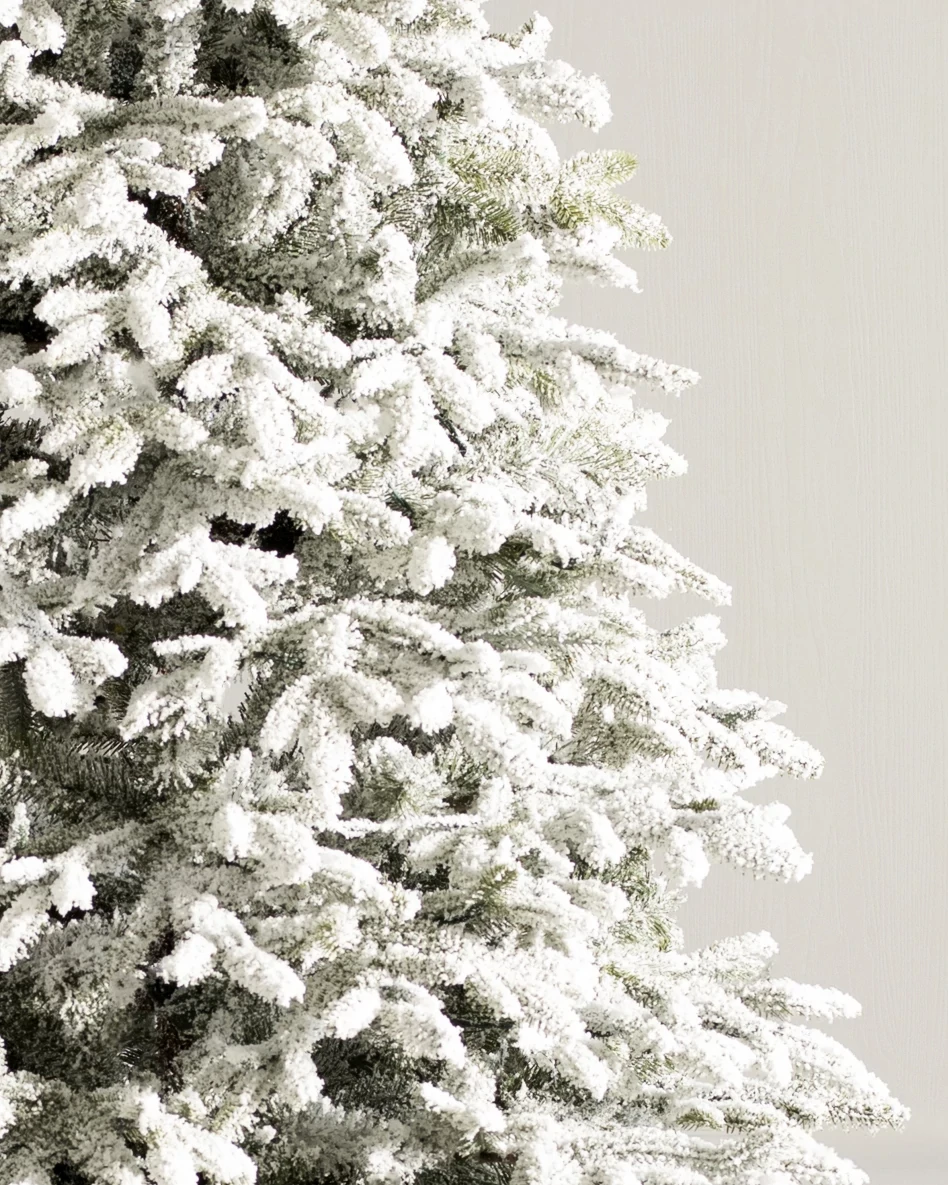 Sapin Fraser enneigé