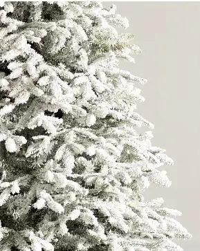 Sapin Fraser enneigé Sapin Fraser enneigé