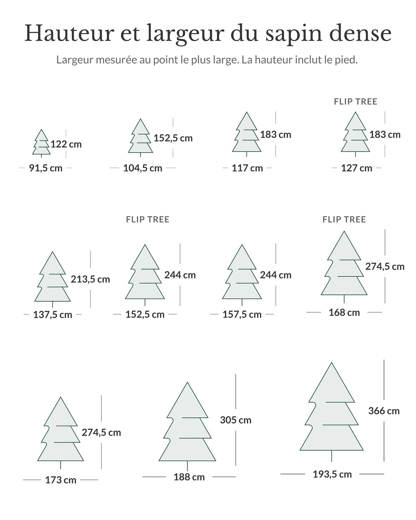 Sapin de Nordmann