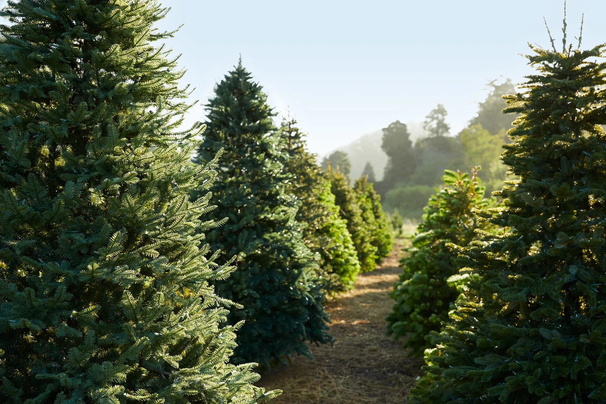 Different types of Christmas trees in a tree farm