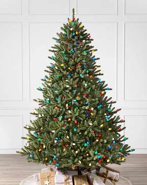 Classic Blue Spruce Classic Blue Spruce