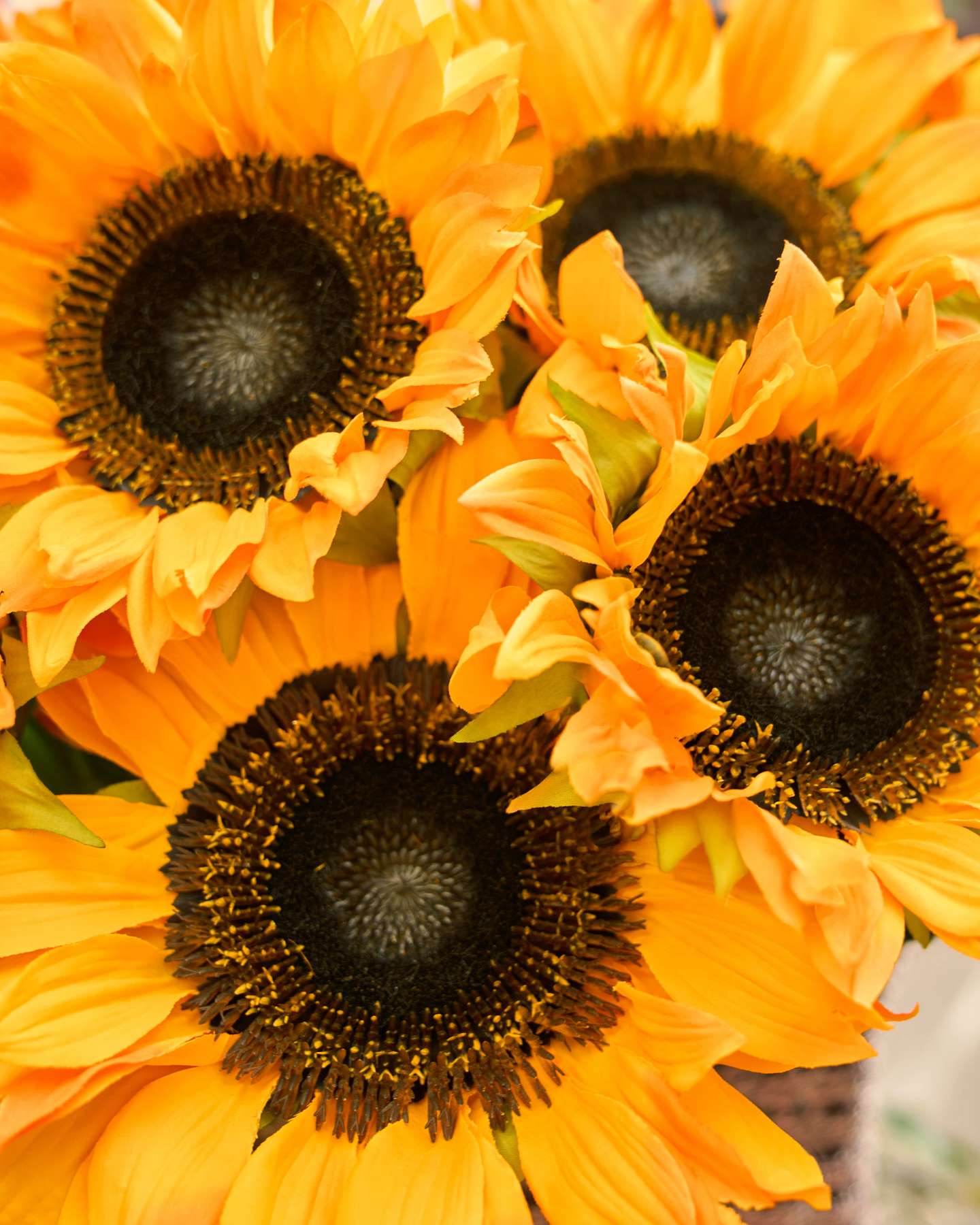Balsam Hill Outdoor Sunflower Fields Potted Artificial Christmas Foliage Close-Up