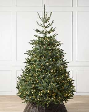 Sapin de Nordmann Sapin de Nordmann