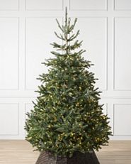 Künstlicher Weihnachtsbaum des Typs „Nordmanntanne“ in einem weißen Raum