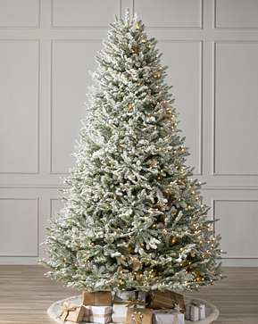 Frosted BH Balsam Fir Frosted BH Balsam Fir