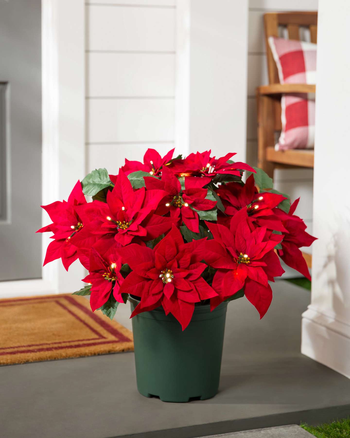 Balsam Hill Pflanzkübel Festlicher Weihnachtsstern mit Beleuchtung für den Außenbereich, 48 cm | LED-Vitrine