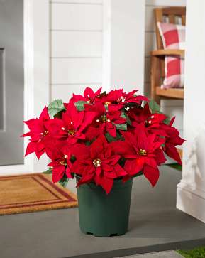 Outdoor Lit Red Poinsettia Celebration Pot Filler Outdoor Lit Red Poinsettia Celebration Pot Filler
